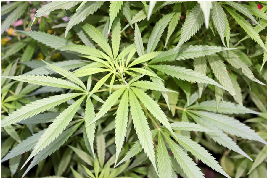 Cannabis beschneiden – Leitfaden für steigenden Ertrag und exzellente Qualität