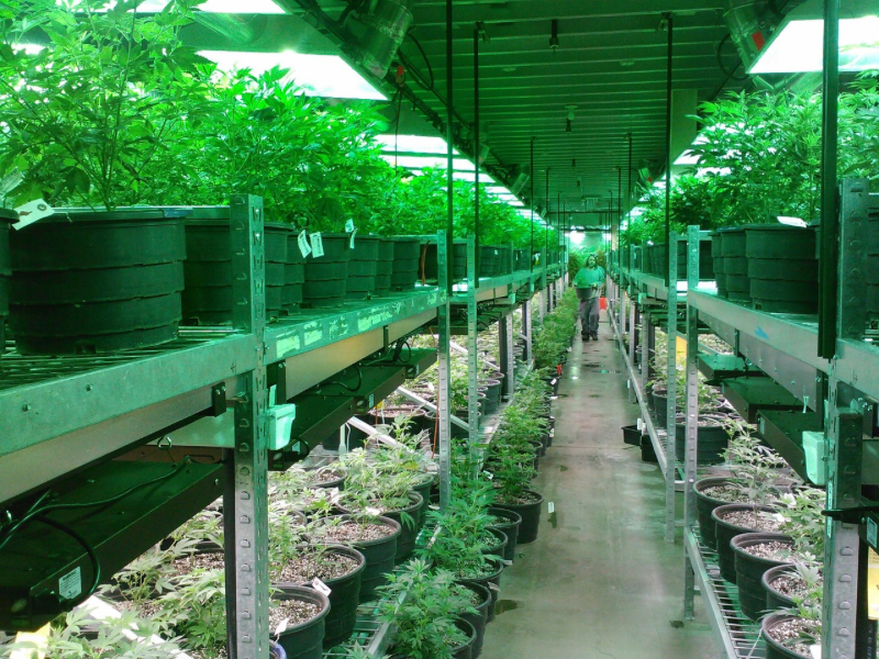 Der Leitfaden zum Cannabis umtopfen
