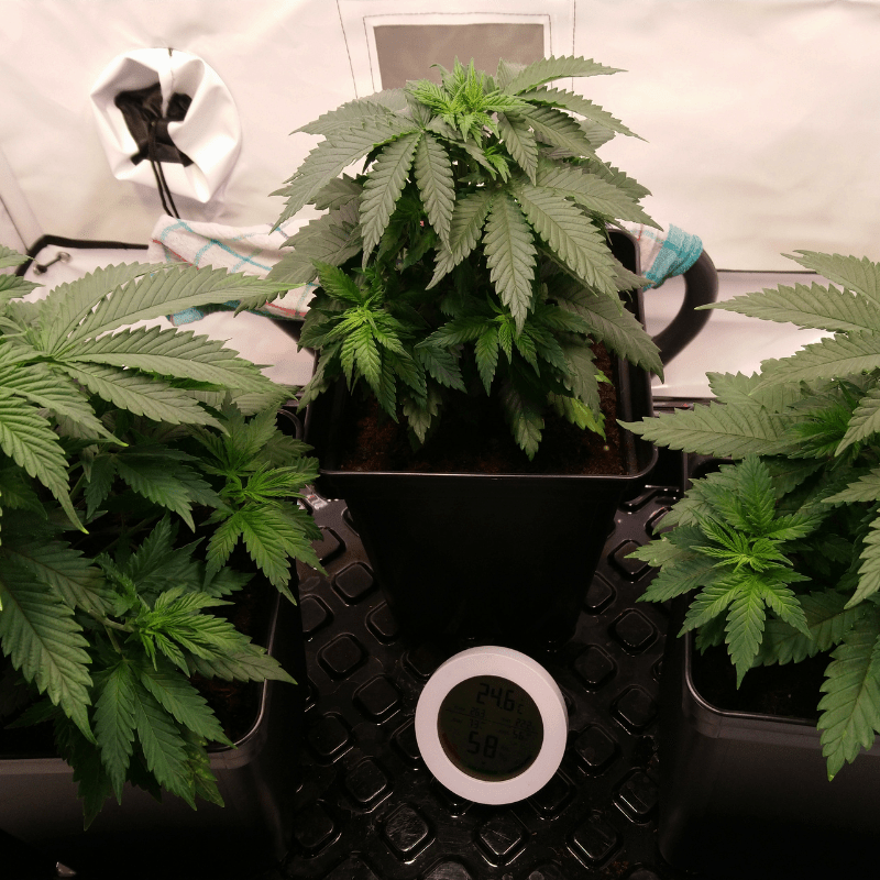 Cannabis Indoor anbauen: Von der Lampe bis zum Growzelt