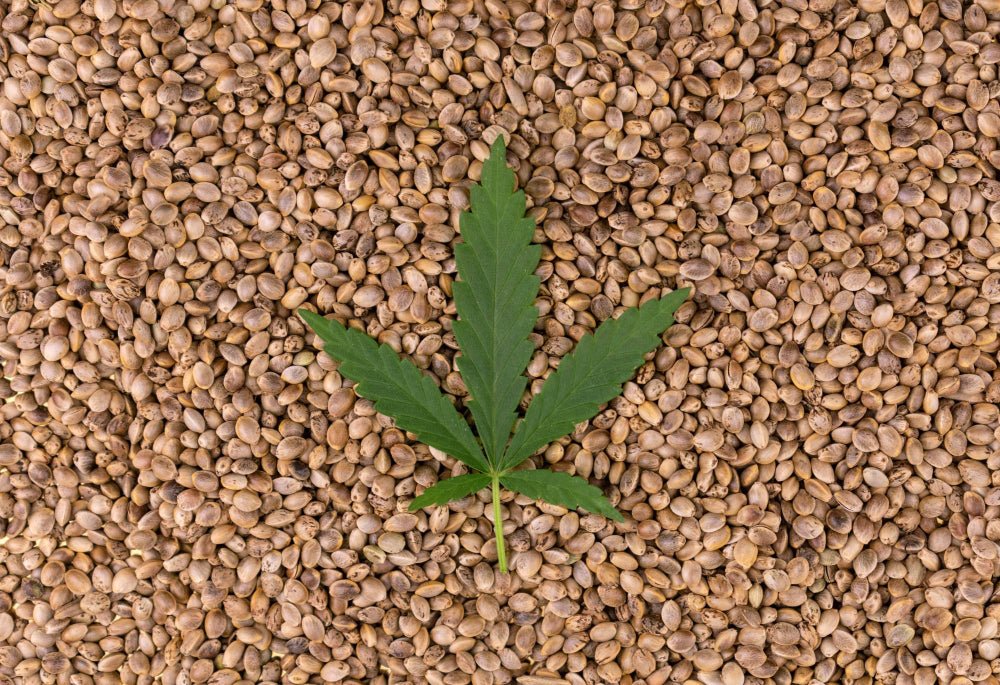 Cannabis-Samen Haltbarkeit: Wie lange bleiben Samen keimfhig?