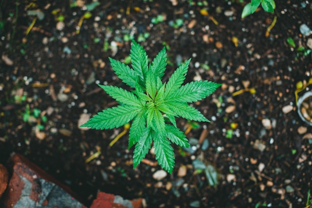 Living Soil, Erde, cannabis, lebende Organismen