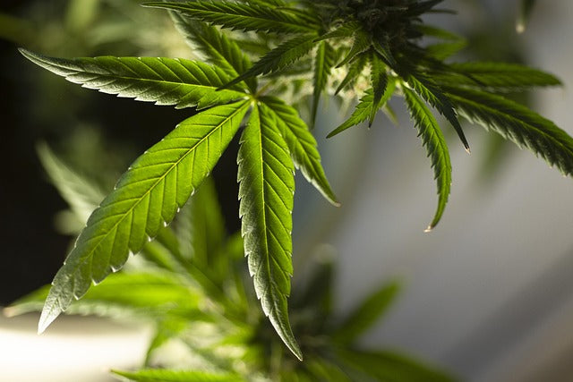 Cannabis, Blatt, Hanf, Balkon, Indoor-Anbau