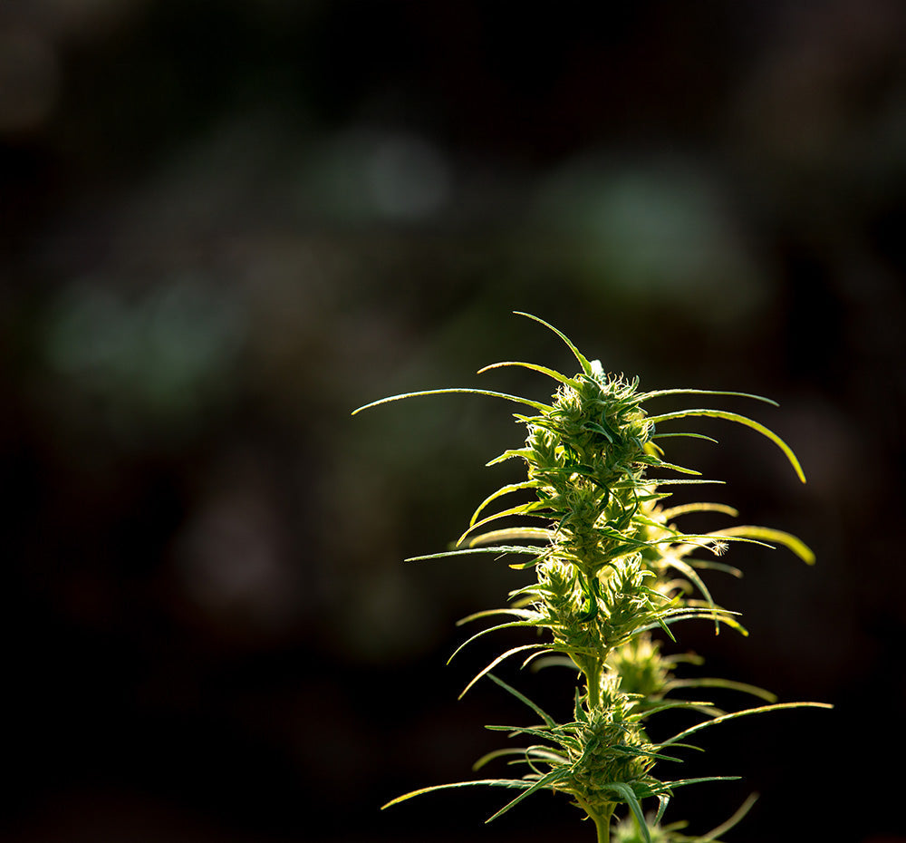 Pflanze, Topf, Hanf, Cannabis Pflanze