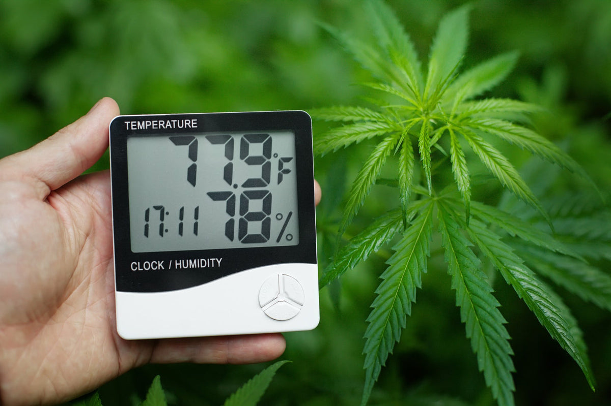 Hanf, Cannabis, Luftfeuchtigkeit, VPD, Vapor Pressure Defizit, Indoor Grow