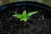 Samen keimen, Sämling, Cannabis, Hanf, keimen, Alte Samen, Keimausfalls