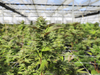 7 Schritte zum Erfolgreichen Anbau von Cannabis: Ein Leitfaden für Einsteiger