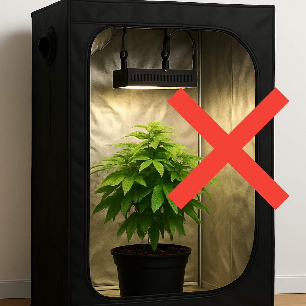 Hanf anbauen im Zimmer ohne Growbox - Anleitung