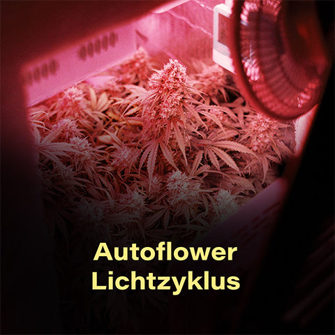 cannabis-lichtzyklus-autoflower-automatic-hanf