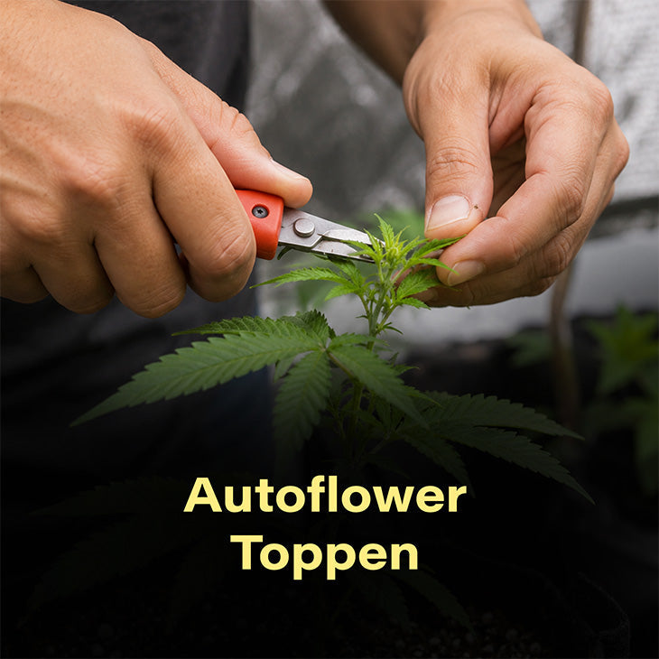 autoflower-toppen-topping-hanf