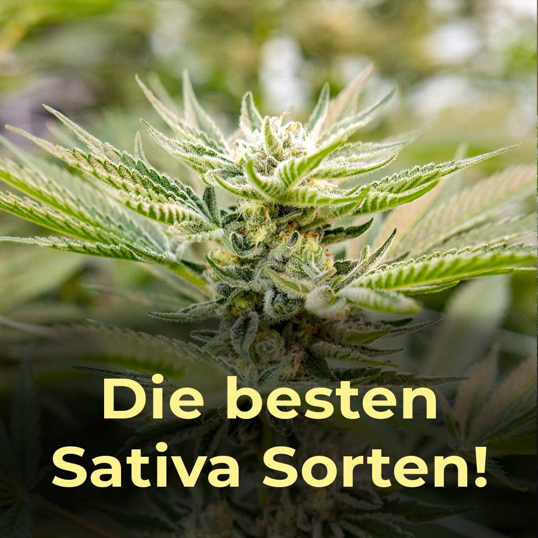 Beste Sativa Sorten, Sativa, Indica, kreativ, stark, wach
