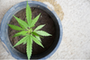 Cannabis Samen keimen nicht – Ursachen und Lösungen