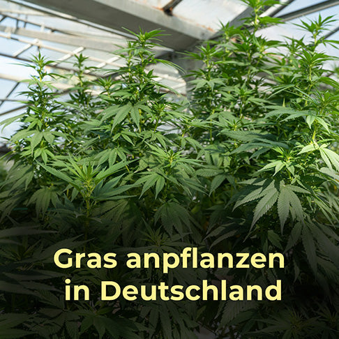Gras anpflanzen, Hanf, Cannabis, Anbau, Ernte, Deutschland, legal, 2025