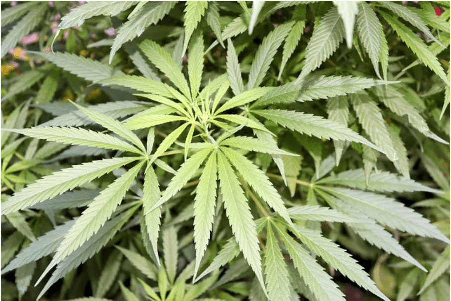 Cannabis beschneiden – Leitfaden für steigenden Ertrag und exzellente Qualität - HANS Brainfood