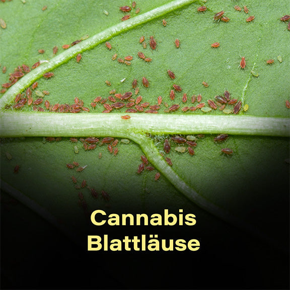 Cannabis-Blattläuse-Hanf-Schädling-Befall-Käfer-Krankheit