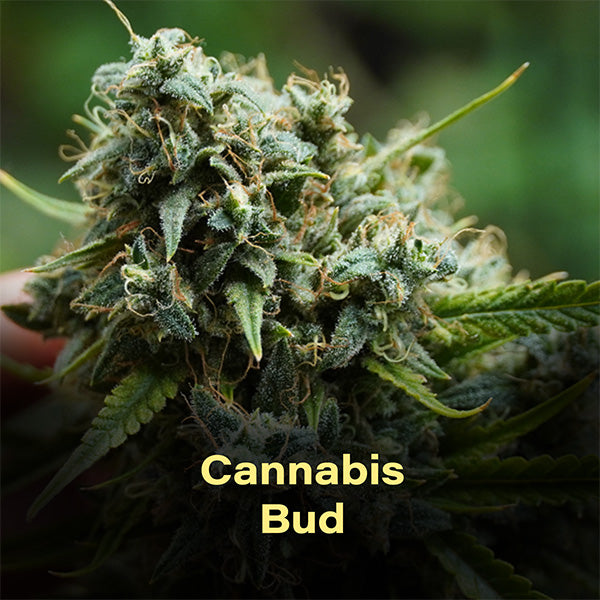 Cannabis, Hanf, Blüte, Qualität, Trichome