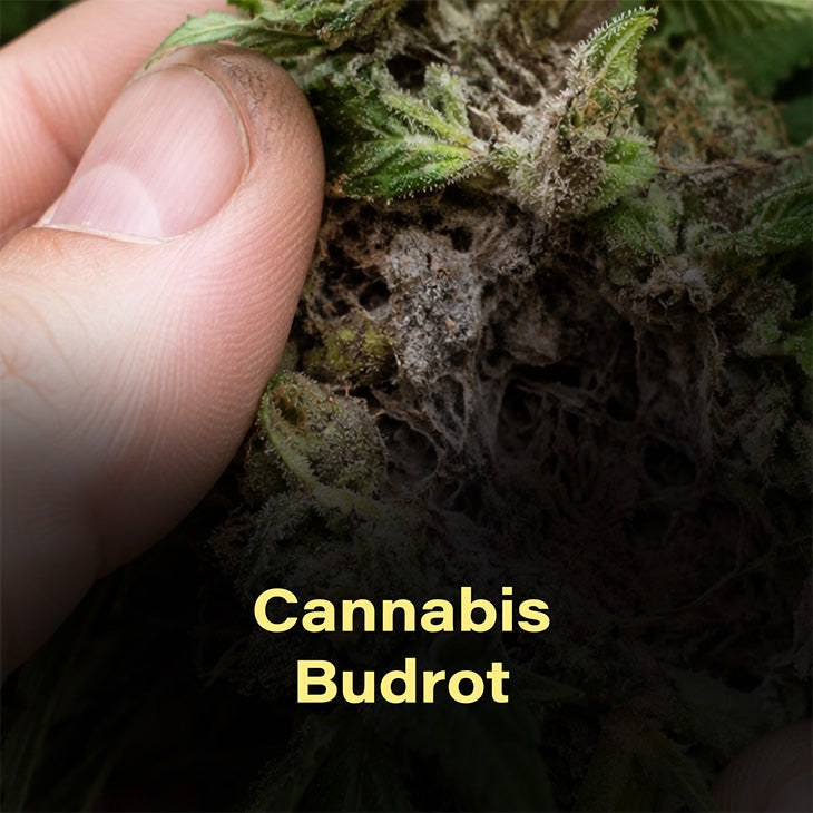 cannabis, burot, hanf, cannabis, schimmel