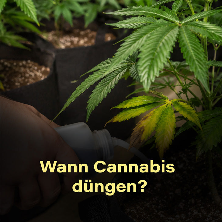 Cannabis, düngen, hanf, dünger, ab wan, Zeitpunkt