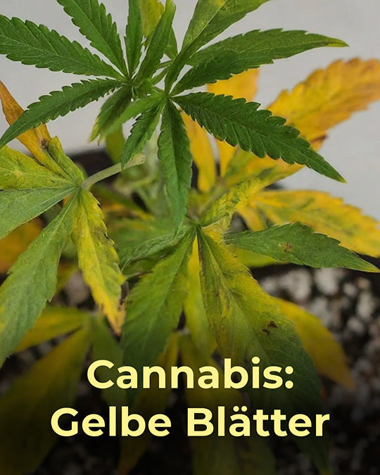Cannabis gelbe Blätter, Hanf, Mangel, Stickstoffmangel, Magnesium, Calcium, Licht, Ursache, Dünger