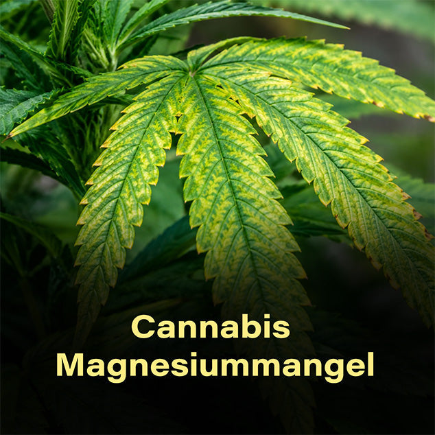 cannabis, magnesium, magnesiummangel, Hanf, beheben, Ursachen, Lösungen, Lockout