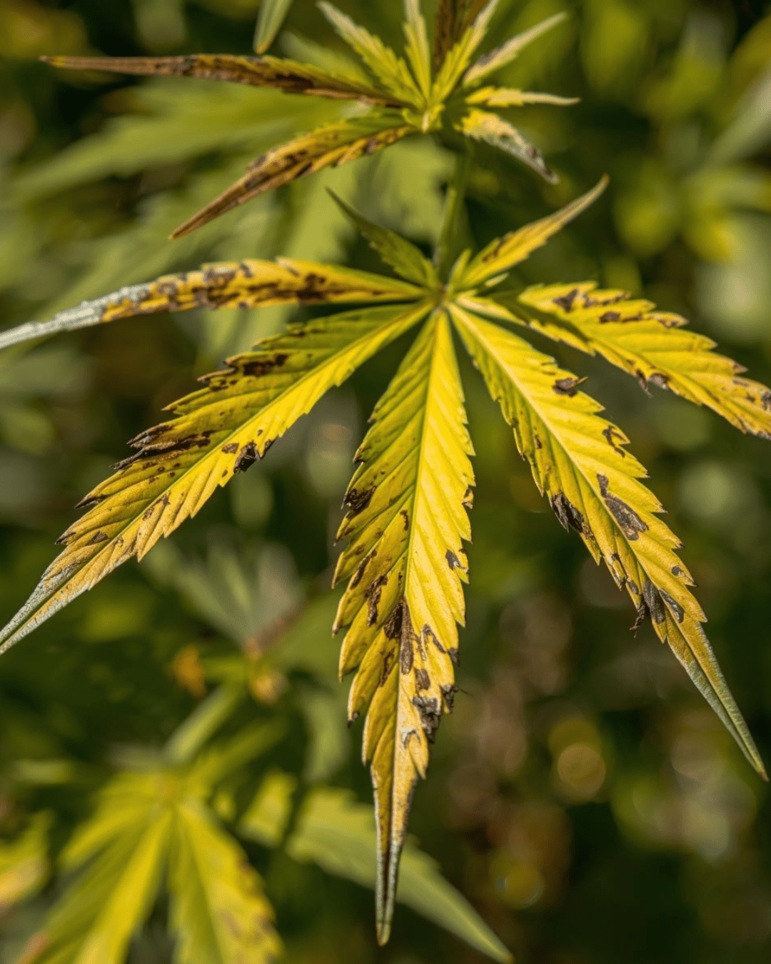 Cannabis Kaliummangel: So erkennst und behebst du ihn - HANS Brainfood