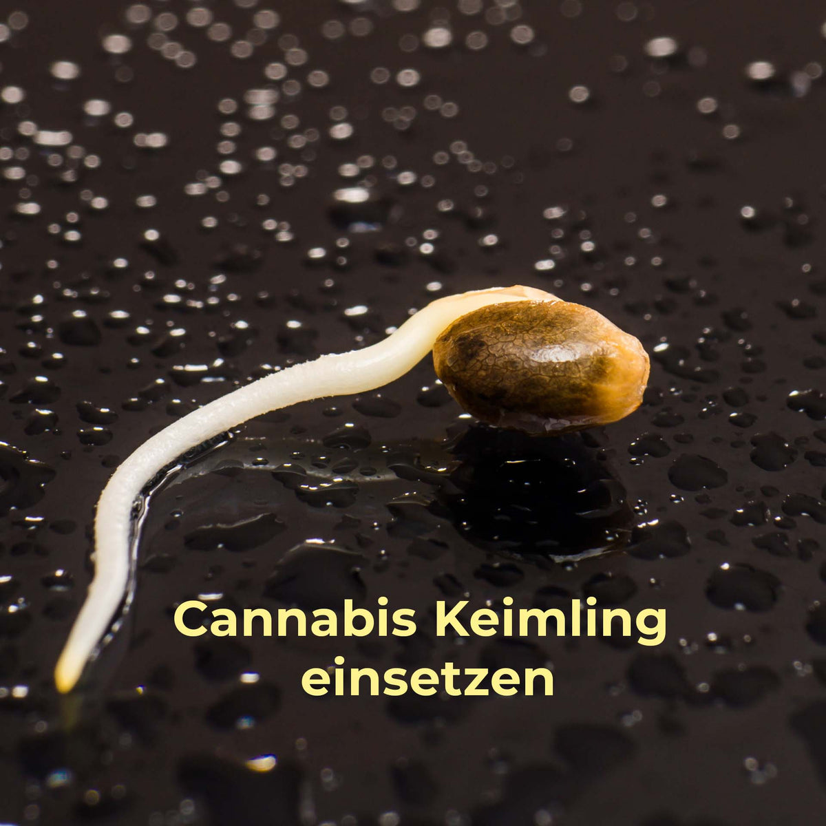 Cannabis Keimlinge einpflanzen: Der sichere Start für deine Pflanzen - HANS Brainfood