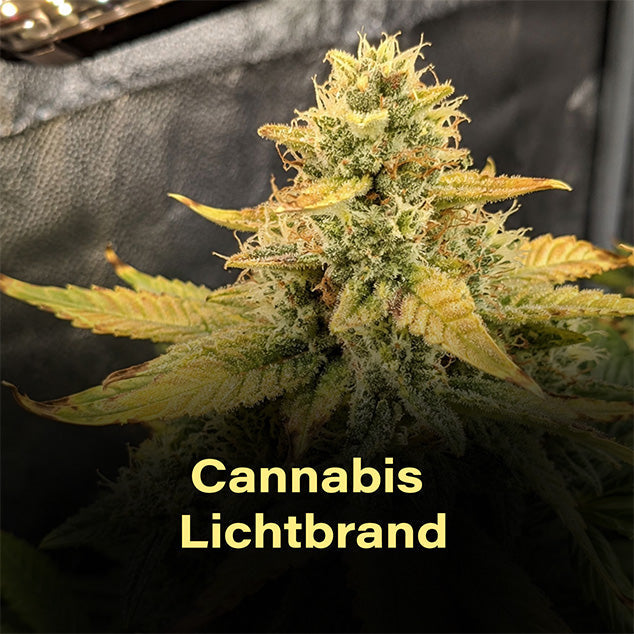 cannabis-lichtbrand-hanf-verbrannte-Blätter
