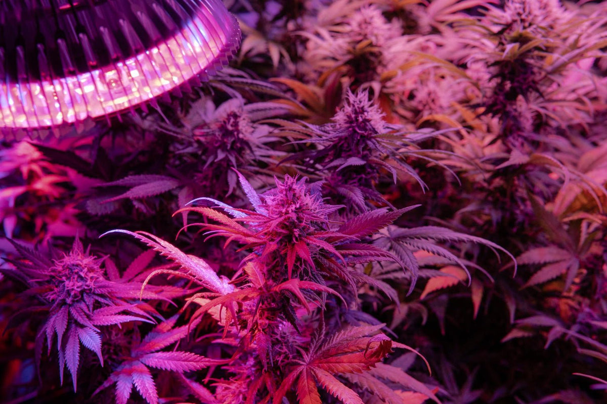 Cannabis Lichtspektrum: Warum das richtige Licht für das Wachstum deiner Pflanzen entscheidend ist – Der ultimative Guide - HANS Brainfood