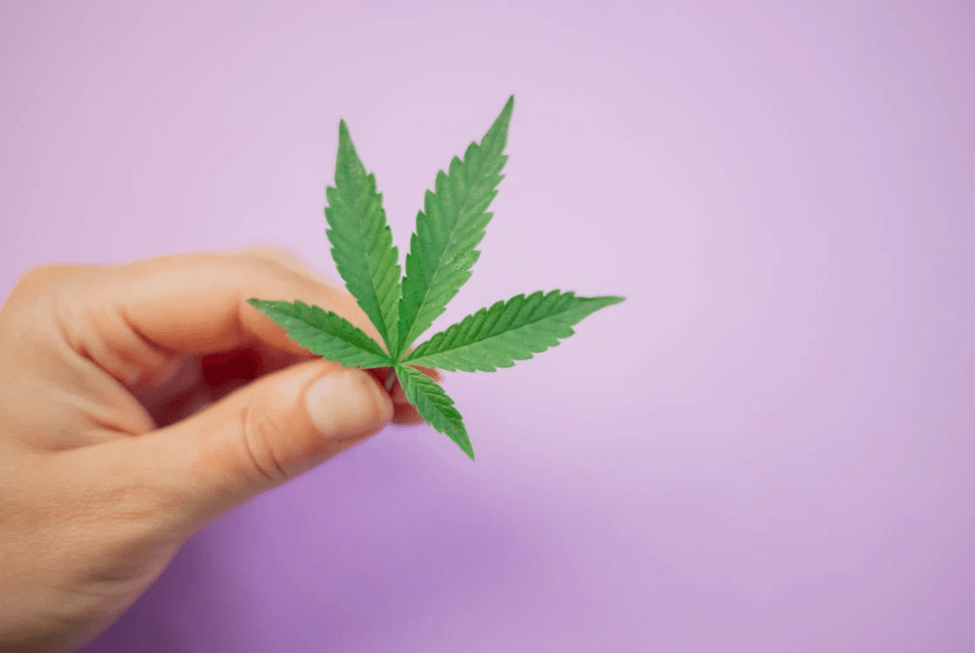 Cannabis Lollipopping - Tipps zur Ertragssteigerung für Hobbygärtner - HANS Brainfood
