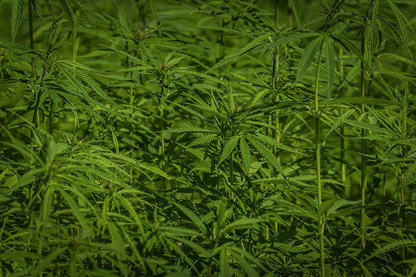 Cannabis outdoor wann säen? Der perfekte Zeitpunkt für deinen Anbau - HANS Brainfood