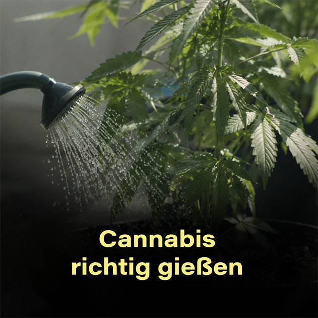 cannabis-richtig-gießen-hanf-wasser