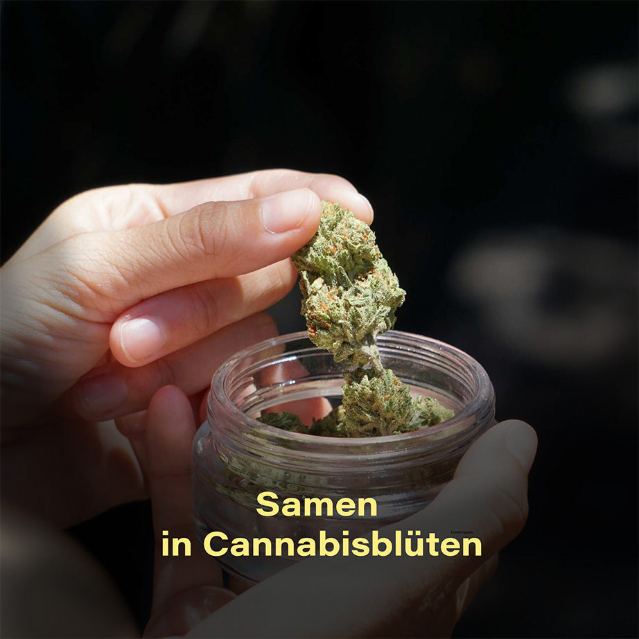 samen-in-cannabis-buds-rauchen-vermehren-thc
