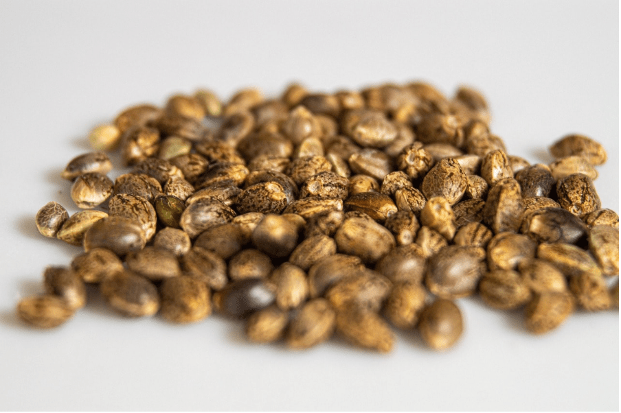 Cannabis Samen keimen - Dauer! - HANS Brainfood