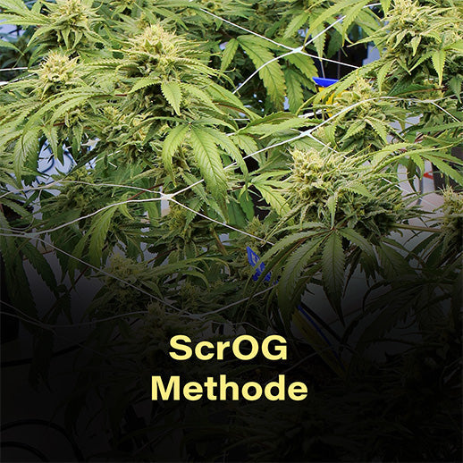 cannabis, scrog, screen of greens, hanf, anbau methode, cannabis, training, ertrag, ertrag steigern