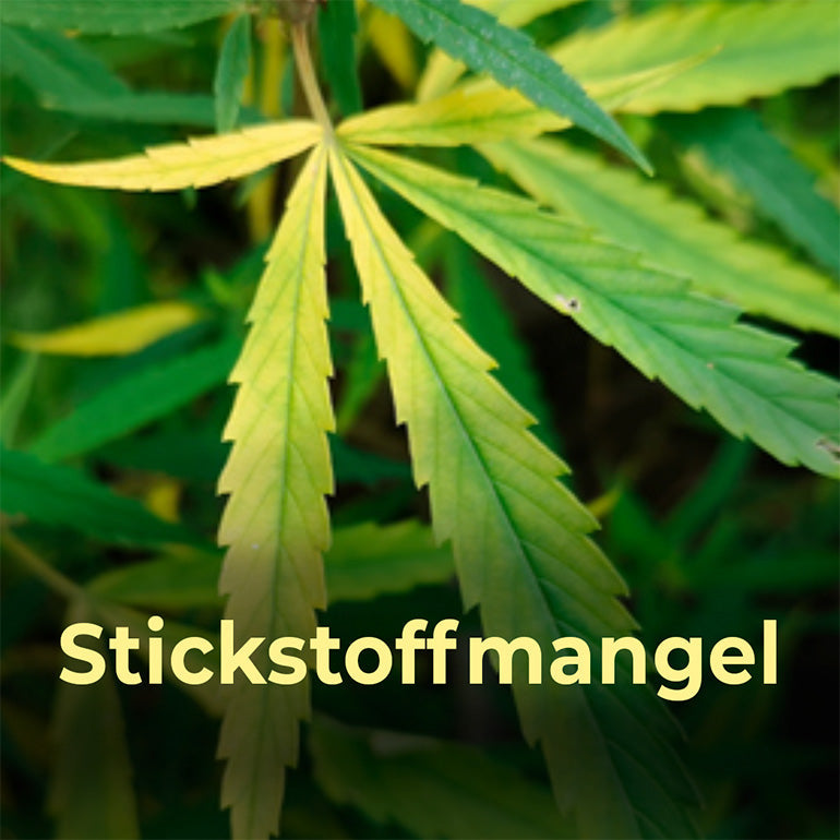 Cannabis-Stickstoffmangel-gelbe-Blätter