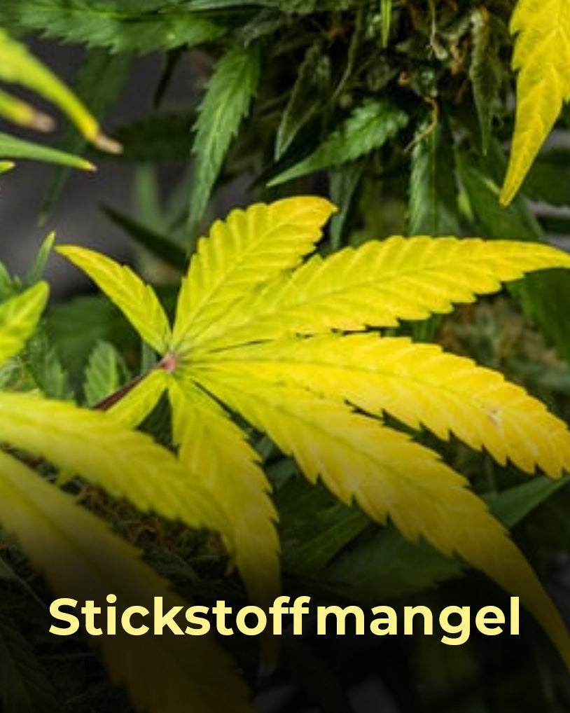 Cannabis-Stickstoffmangel-gelbe-Blätter