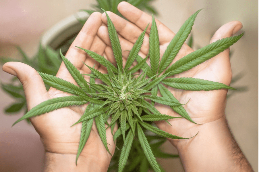 Cannabis Topping - Tipps für optimale Erträge - HANS Brainfood