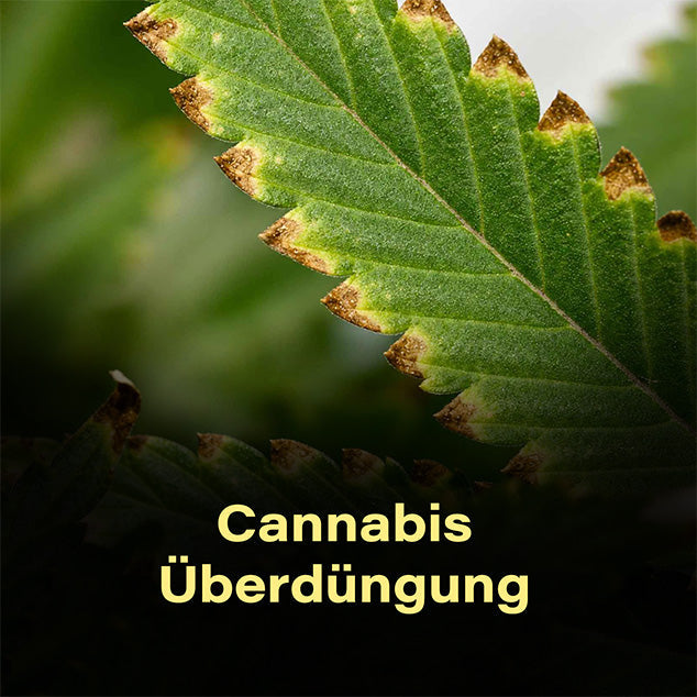 cannabis-ueberduengung-gelbe-verbrannte-Blattspitzen-hanf-dünger-überschuss-adlerkrallen