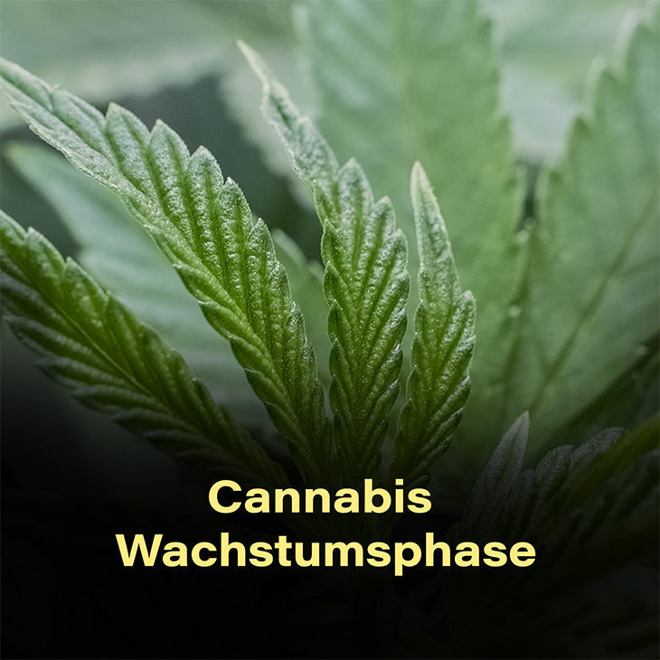 Cannabis-wachstumsphase-canna-hanf