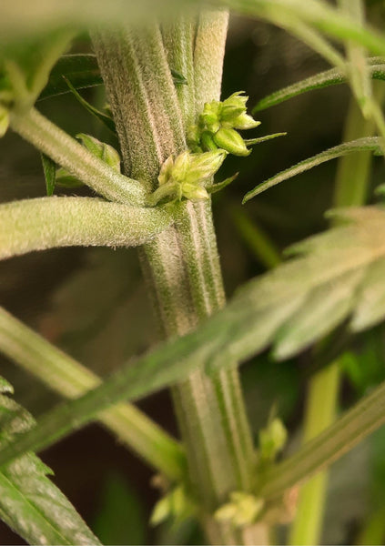 Cannabis-Zwitter: Ursachen, Erkennung und Umgang mit Hermaphroditismus