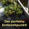 Cannabis, Ernte, Trichome, Weiß, Milchig, Wie, Anleitung