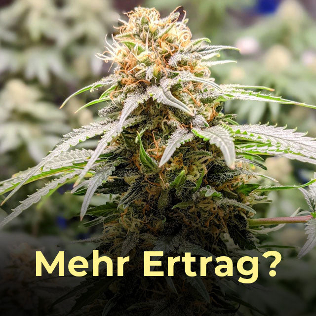 Mehr Ertrag, Cannabis, Hanf, maximiert