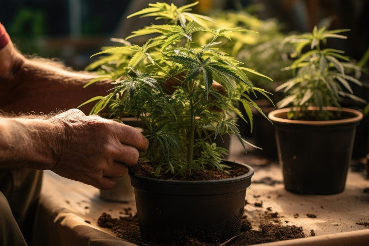 Cannabispflanze richtig dngen: 7 Tipps fr ein gesundes Wachstum