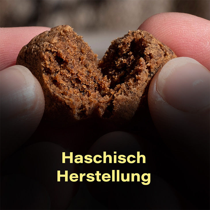 hasch, haschisch, hanf, herstellung, cannabis