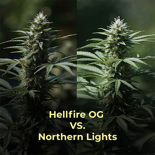 Hellfire OG vs. Northern Lights, Vergleich, Wirkung, Geschmack, Anbau