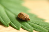 Hasch, Haschisch, Gras, Cannabis, Hanf