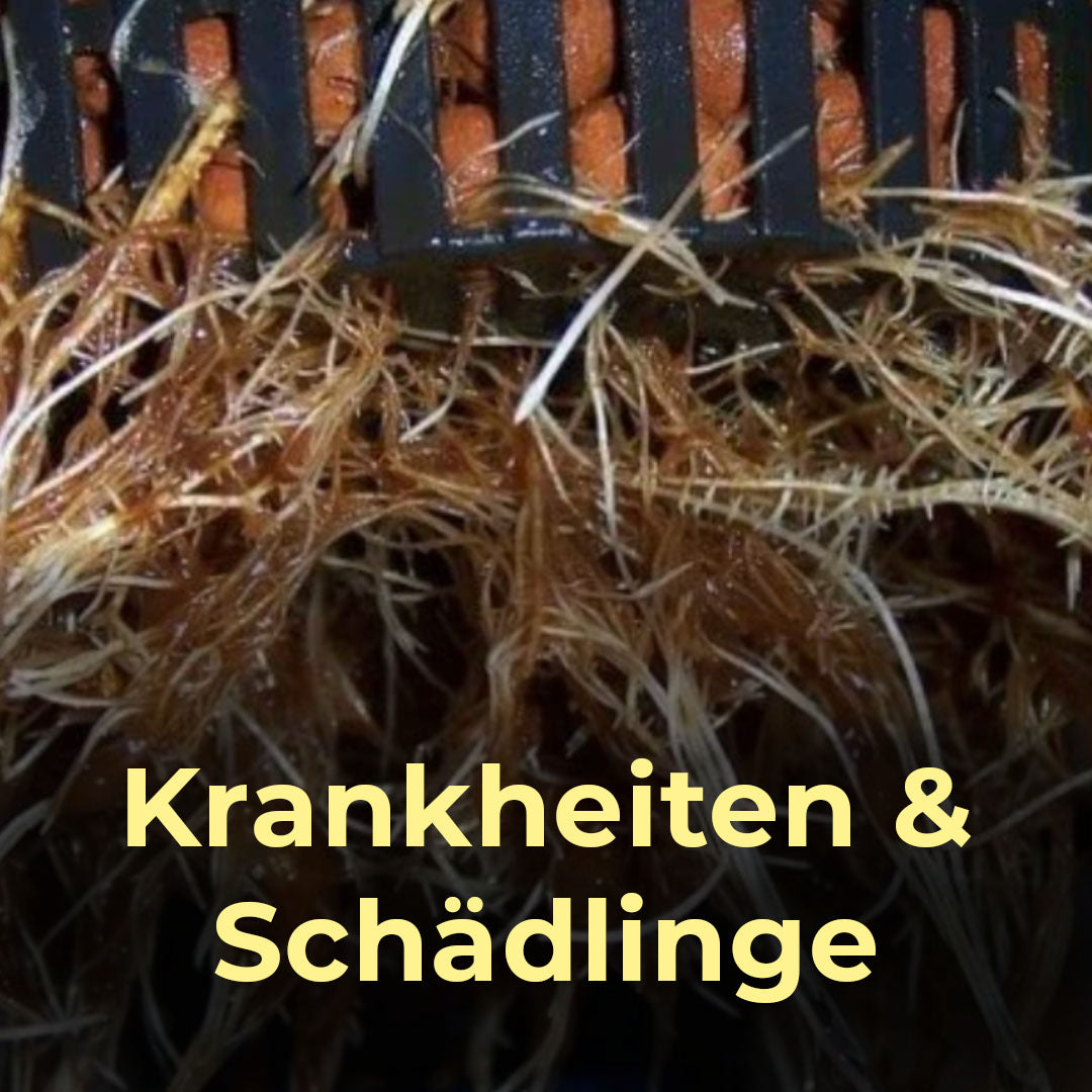 Krankheiten, Schädlinge, Mehltau, Wurzelfäule, krank, kaputt, CAnnabis, Hanf