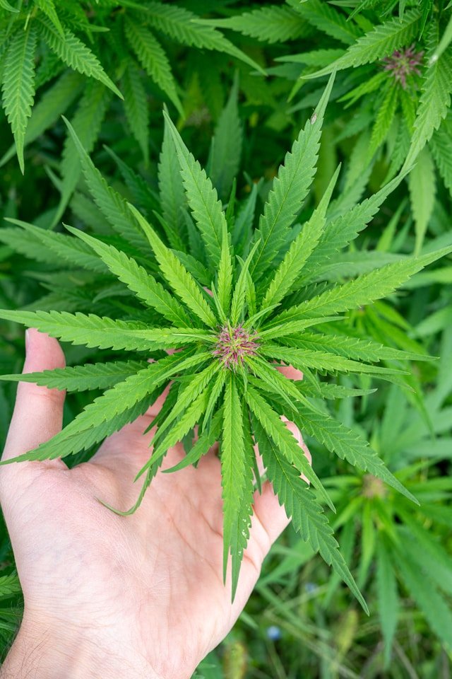 Leitfaden zum legalen Cannabiskauf in Deutschland: Deine umfassende Quelle (Stand 2025) - HANS Brainfood