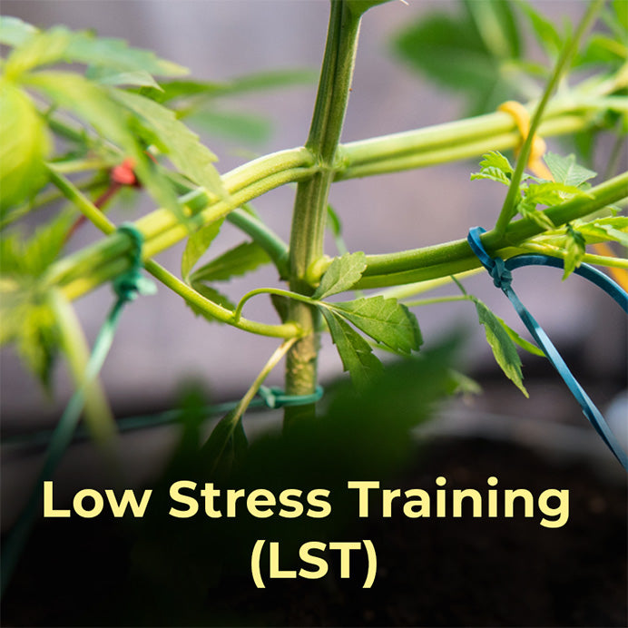 Low Stress Training, LST, Trainingsmethoden, Cannabis, Automatic, High Stress Training, Topping