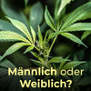Männliche-oder-weibliche-Pflanzen