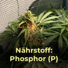 Phosphor, Mangel. Makronährstoffe, Cannabis